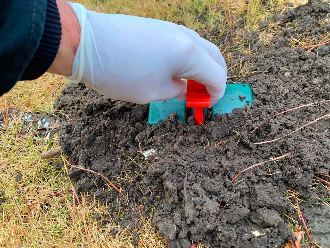 rubber glove mole trap removal