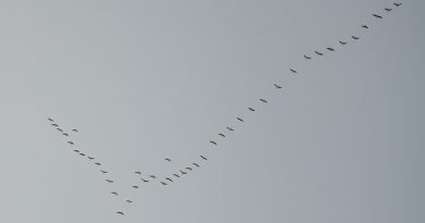 Birds Flying In Clear Sky