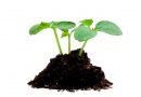 best-soil-for-growing-seedlings