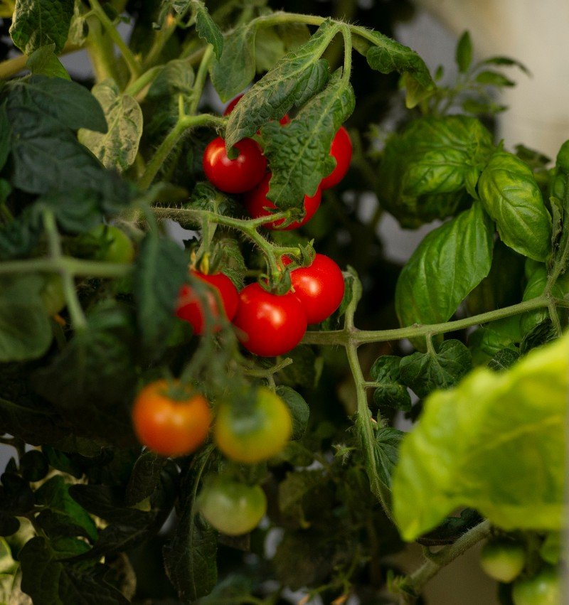gardyn-indoor-growing-tomatoes-on-vine