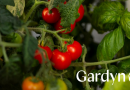 gardyn-indoor-produce-and-flower-growing-tomatoes